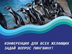 Задай вопрос пингвину: 25 апреля Приморский океанариум приглашает всех желающих на конференцию по пингвинам Гумбольдта